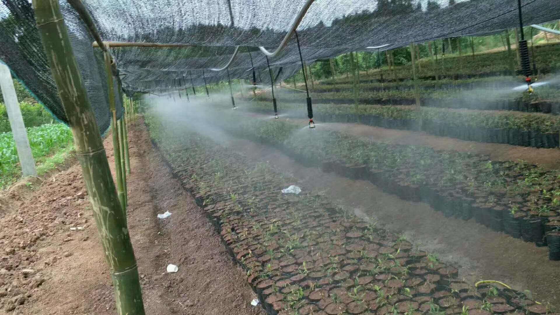 �������΢��